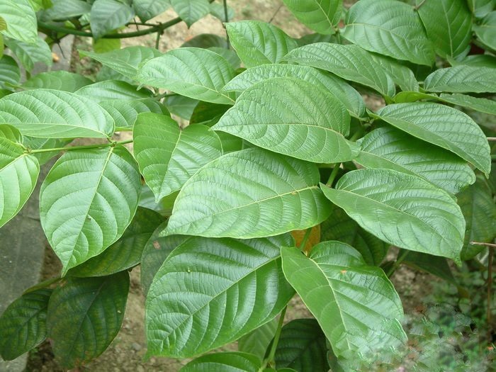 Hình ảnh lá Câu đằng lá to