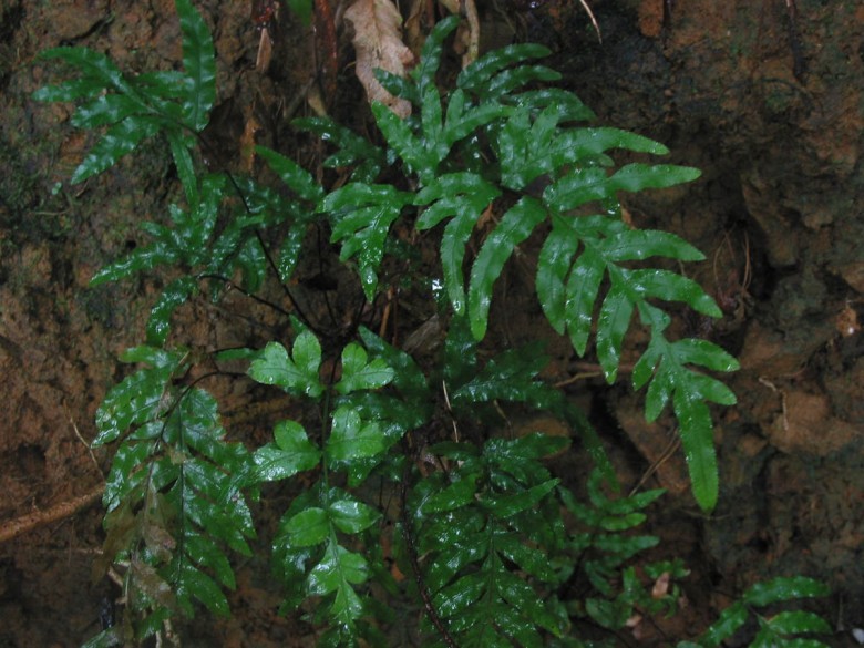 Hình ảnh cây Cỏ seo gà xẻ nửa