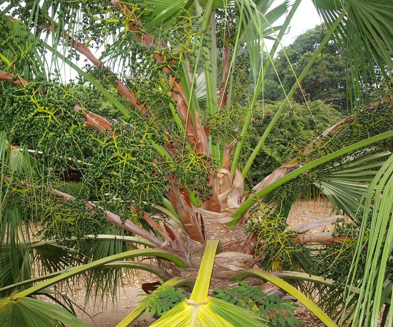 Hình ảnh quả và lá, cây Cọ sẻ