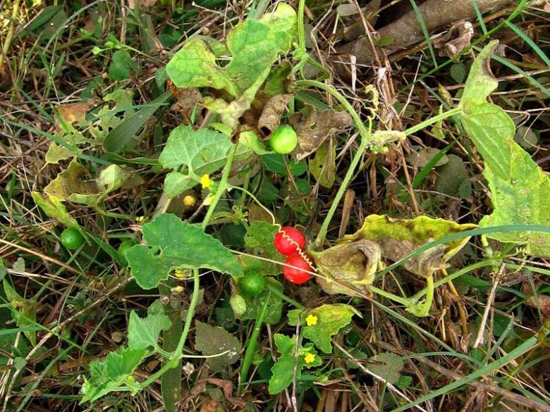 Hình ảnh quả cây Cầu qua nhám