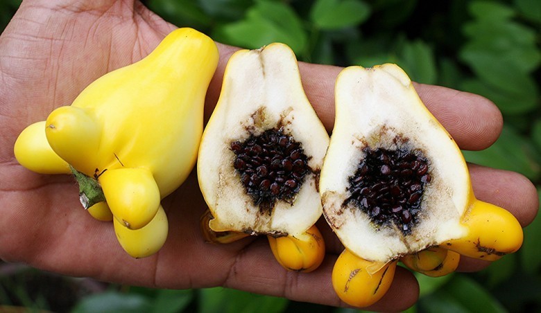 Hình ảnh quả cà Vú dê