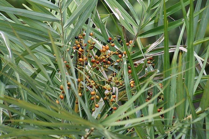 Hình ảnh quả cây Chà là biển