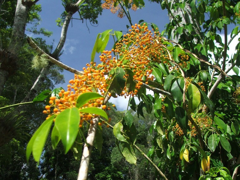 Hình ảnh cây Chân chim leo