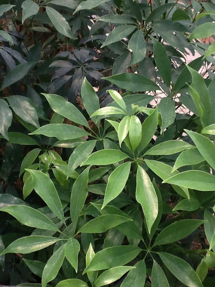 Hình ảnh lá cây Chân chim leo hoa trắng