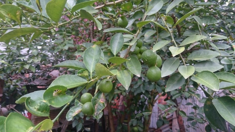 Hình ảnh quả chanh ta