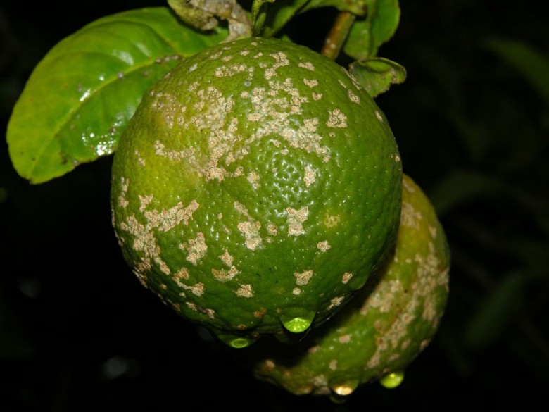 Hình ảnh quả Chanh kiên