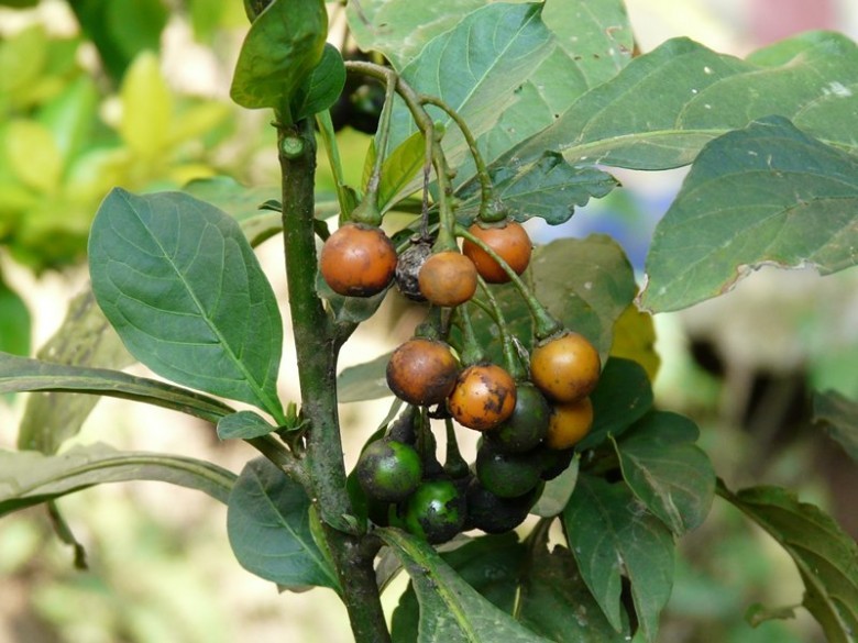 Hình ảnh quả cây Chanh trường