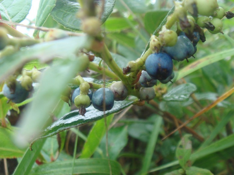 Hình ảnh quả cây Châu thụ