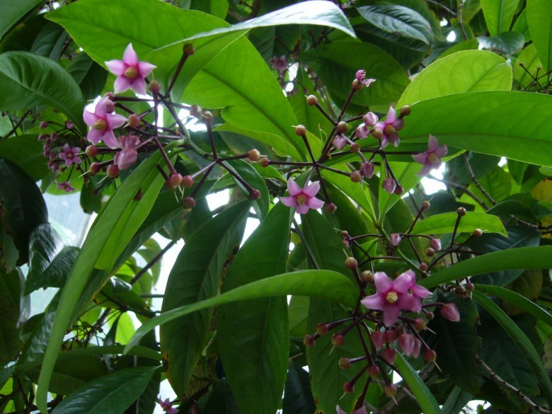 Hình ảnh cây Cơm nguội nhỏ