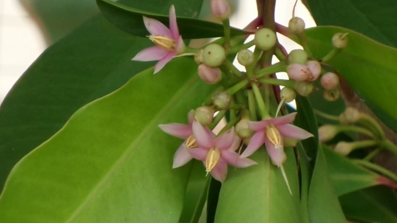 Hình ảnh hoa cây Cơm nguội màu