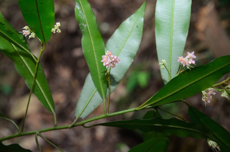 Hình ảnh hoa, lá cây Cơm nguội 