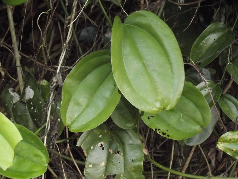 Hình ảnh lá cây Côm lang