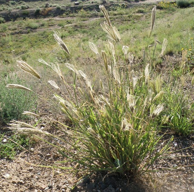 Hình ảnh cây Cỏ mật nhẵn