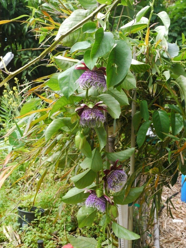 Hình ảnh cây Dưa gang tây