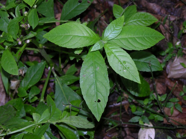 Hình ảnh cây Cỏ lá xoài