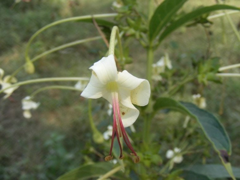 Hình ảnh cây Chỉ thiên giả, Nam tiền hồ - Clerodendrum indicum (L.) O. Ktze