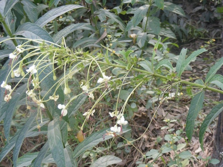 Hình ảnh cây Chỉ thiên giả