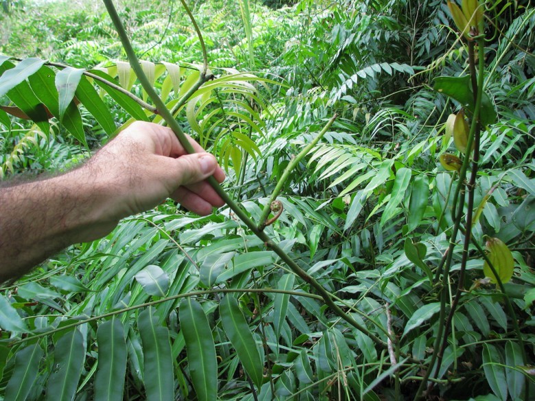 Hình ảnh cây Choại