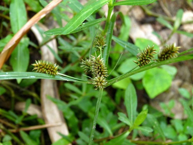 Hình ảnh cây Cói dù