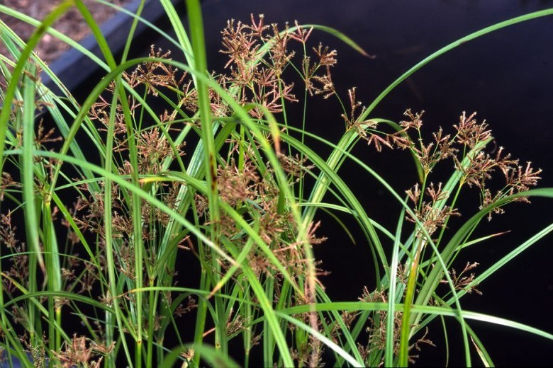 Hình ảnh cây Cỏ gấu dài