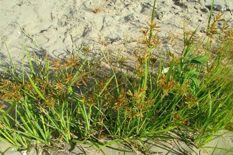 Hình ảnh cây Cỏ gấu ăn