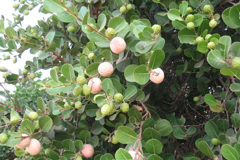 Hình ảnh cây Cocoa