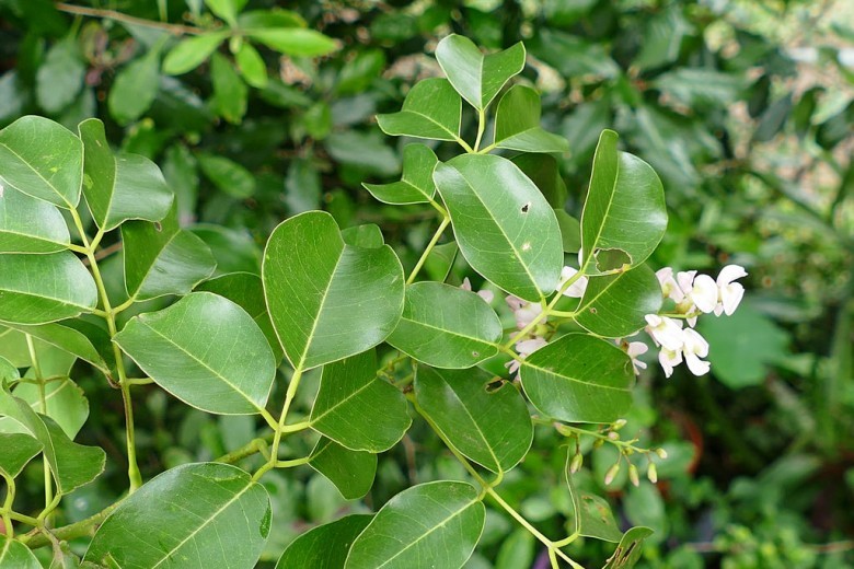 Hình ảnh hoa cây Cóc kèn