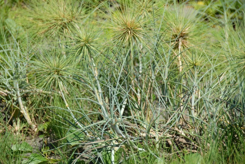 Hình ảnh cây Cỏ chông