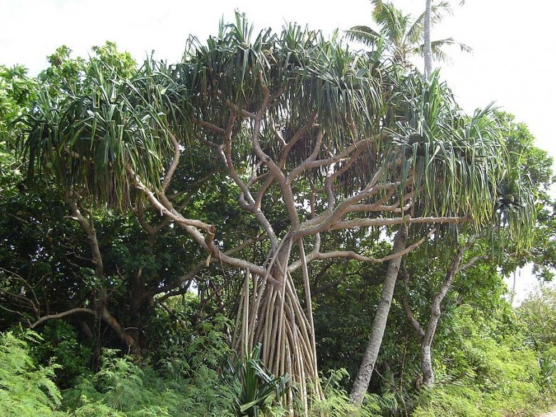 Hình ảnh cây Dứa Bắc