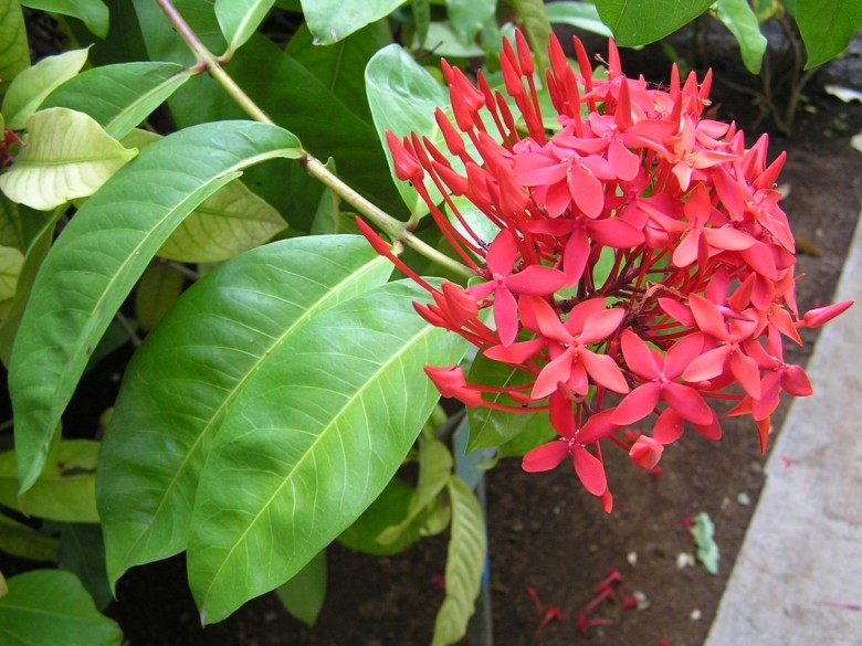 Hình ảnh cây Đơn Trung Quốc, Trang đỏ - Ixora chinensis