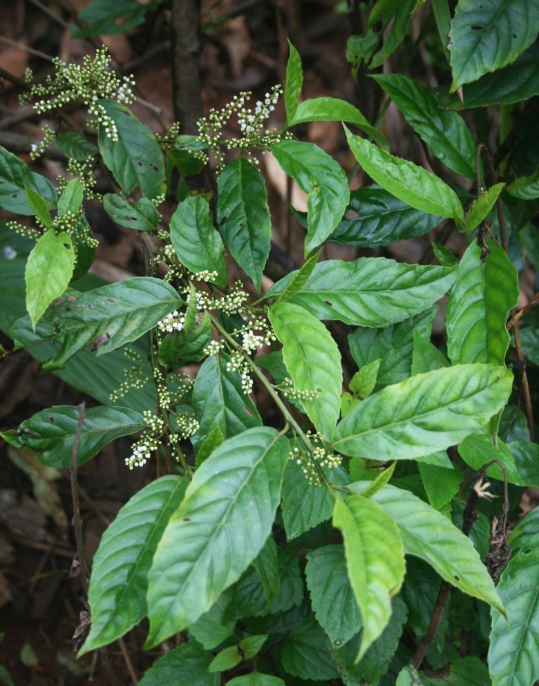 Hình ảnh cây Đơn trà, Đơn lá nhỏ - Maesa parvifolia 