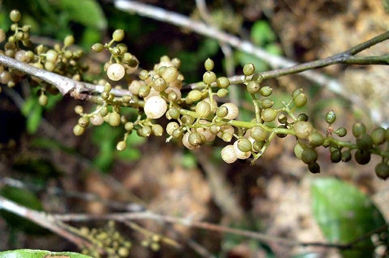 Hình ảnh quả cây Đơn hồng