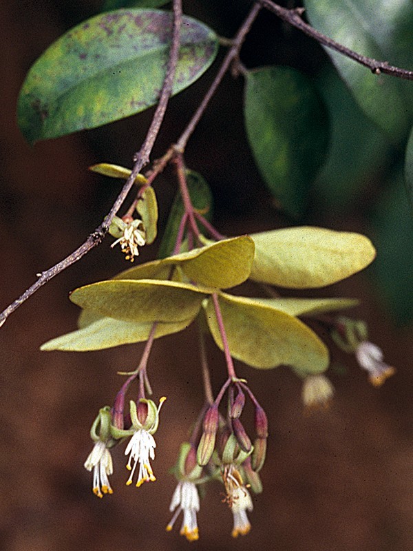 Hình ảnh cây Dó mười nhị