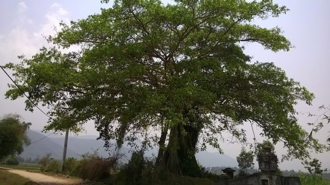 Hình ảnh cây Đa,  Đa tía, Đa tròn - Ficus altissima