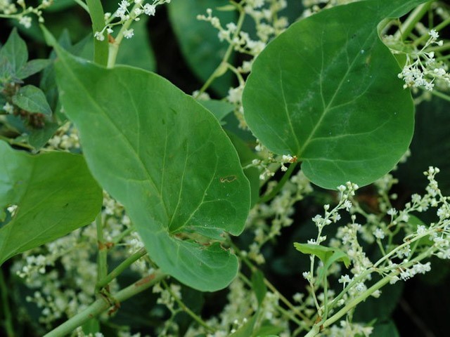 Hình ảnh cây Hà thủ ô, Hà thủ ô đỏ - Polygonum multiflorum
