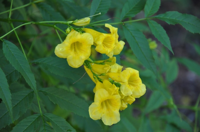 Hình ảnh cây Huỳnh liên, So đo bông vàng - Tecoma stans