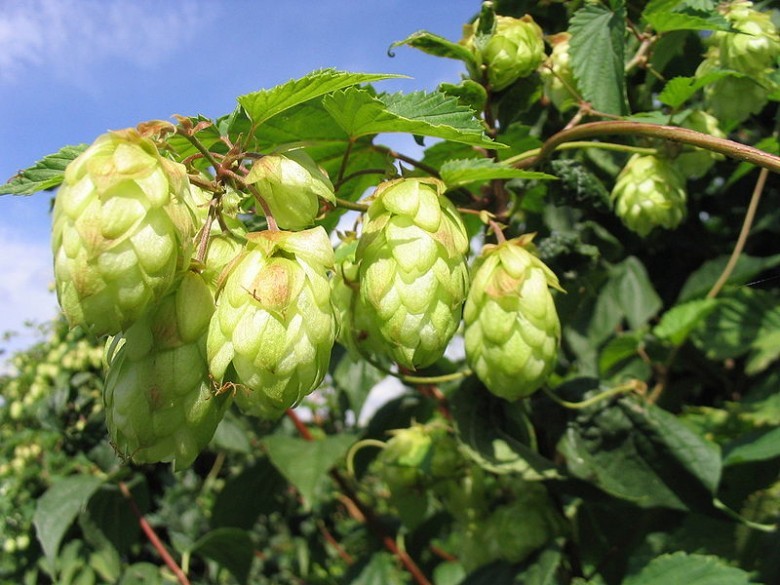 Hình ảnh cây Húp lông, Hoa bia - Humulus lupulus