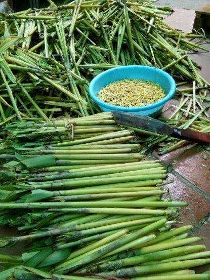 Lấy sâu chít từ cây đót