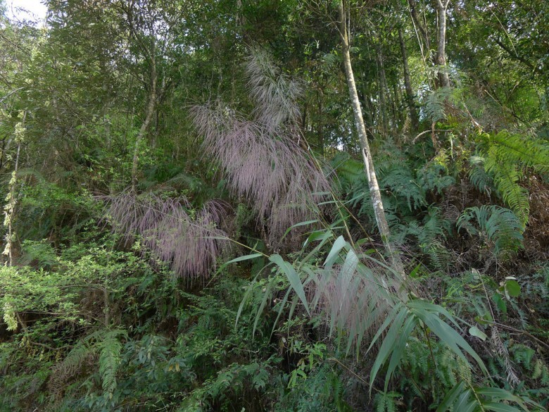 Hình ảnh cây Đót, Chít - Thysanolaena latifolia