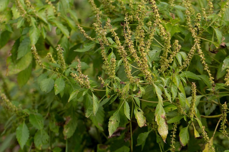 Hình ảnh cây Hương nhu trắng, É lá lớn - Ocimum gratissimum