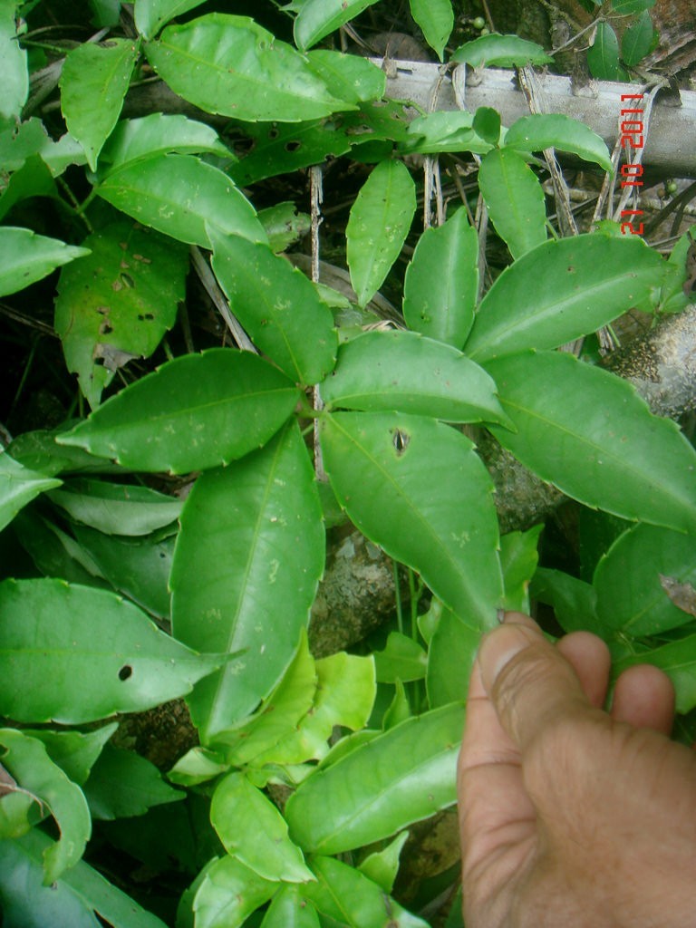 Hình ảnh cây Dây quai bị lá thon