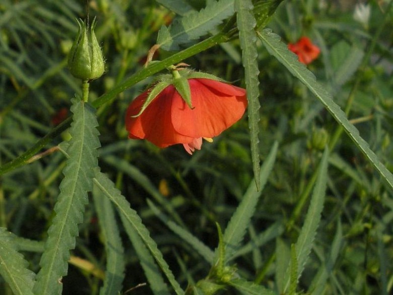 Hình ảnh hoa, cây Hoa tí ngọ