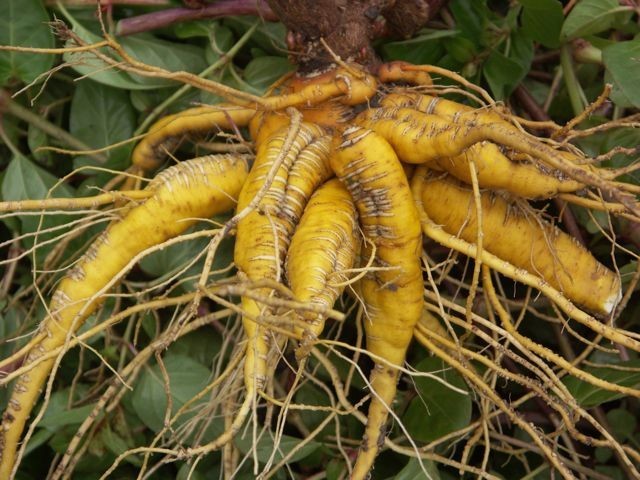 Hình ảnh củ rễ cây Hoa phấn