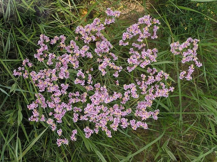 Hình ảnh hoa cây Hải anh