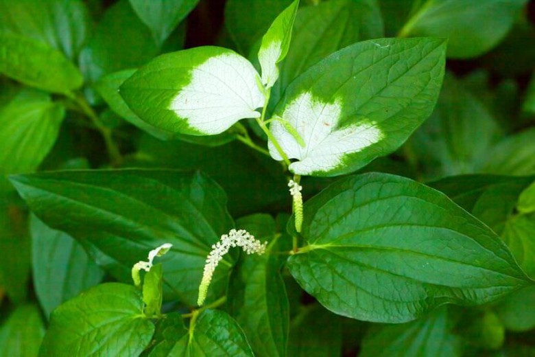 Hàm ếch - Saururus chinensis