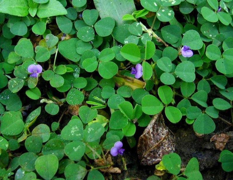 Hình ảnh cây Hàn the ba hoa - Desmodium triflorum