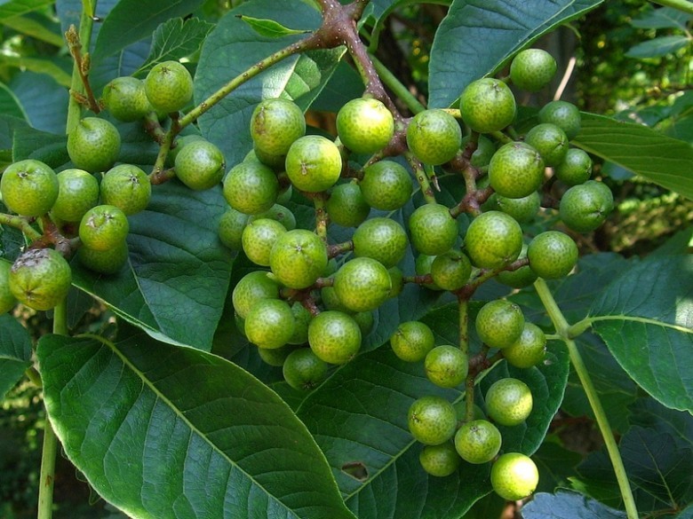 Hình ảnh quả cây Hoàng bá