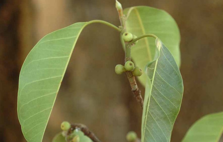 Hình ảnh quả Kiên Giang