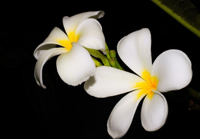 Hoa Champa