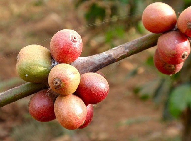 Cà phê Champasak